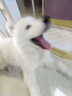 LEGENDSANDY蓝氏狗粮真鲜乳鸽幼犬中小型犬大型犬通用冻干鲜肉犬粮500g*2 实拍图