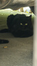 WOWO喔喔冻干三鲜双拼全价猫粮 鳕鱼虾9kg 实拍图