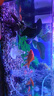 森森鱼缸增氧泵水族箱氧气泵LQE-50家用小型充氧泵3W单孔+全套配件 实拍图
