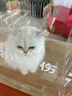 秋叶原（CHOSEAL） 3.5mm转双莲花头 镀银铜石墨烯屏蔽 3.5转2RCA一分二公对公连接 电视手机音箱音频线 1米 QS3544 实拍图