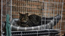WOWO喔喔冻干三鲜双拼全价猫粮 鳕鱼虾9kg 实拍图