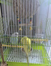 万宠汇 鸟活体虎皮鹦鹉笼养牡丹玄风活鸟学说话手养小太阳鹦鹉和尚鹦鹉 随机大头虎皮鹦鹉1只公母可备注 实拍图