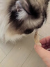 爱立方鸡肉粒补钙猫咪零食猫粮生骨肉宠物鸡胸肉主食冻干猫零食小鱼干 【降火减脂】鸭小胸50g 实拍图