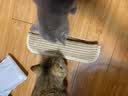 阿柴与猫猫薄荷抱枕磨牙耐咬洁牙猫咪玩具糖果自嗨解闷黄麻猫抓板大号 实拍图