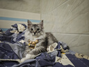 LEGENDSANDY蓝氏全价猫粮成猫幼猫生骨肉冻干粮 猎鸟乳鸽500g 实拍图