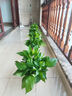 木马人花架子置物室内落地式客厅吊兰多层阳台简易绿萝中式盆景摆件 【加厚纯竹】茶色长形-高90cm 实拍图
