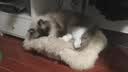 申亚威能（SHENYA）猫咪狗狗感冒药双黄连片宠物打喷嚏流鼻涕专用鼻支窝咳喘 实拍图