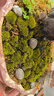 苔藓鲜活青苔白发藓微景观造景水陆缸假山盆栽迷你植物diy材料 小白发藓一盒 实拍图