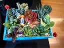 花艺萌多肉植物组合盆栽含盆含土创意diy拼盘花盆 小多肉仙人掌仙人球 大木盒（一路同行） 含盆 实拍图