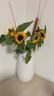 【向日葵】生日礼物鲜切花云南基地直发新鲜太阳花鲜花毕业花束 向日葵5枝 中大花 中大花向日葵 实拍图