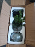 开时果 小叶赤楠盆景摆件 办公室桌面绿植花卉好养盆栽植物源头直发包邮 【热销款】哥窑浸墨盆+苔藓+底座 实拍图