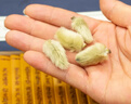 福东海辛夷花100克 望春花木笔花泡水辛夷花泡茶养生花茶 实拍图
