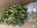 清韵伊人 月季花树苗爬藤当年开花月季花苗特大花盆栽地载庭院蔷薇 莫奈【不爬藤】 实拍图