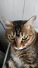 Orijen渴望猫粮 成猫幼猫干粮 全价通用无谷原味鸡肉进口5.4kg效期25/12 实拍图