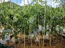 yuanyiba水果套袋防乌防虫专用网袋西瓜波罗蜜卷心菜南瓜冬瓜保护袋子 实拍图