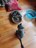 【京东物流】猫抓板磨爪猫窝一体耐磨不掉屑超大号猫玩具猫咪用品 椭圆小号+猫薄荷 实拍图