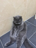 多特思猫粮无谷低温烘焙双拼猫粮成猫幼猫7.2kg（实发1.8kg*4袋） 实拍图