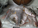 海钓红衫鱼 新鲜速冻金线鱼 潮汕海鲜冷冻水产品金丝红衫鱼红三鱼 一斤2-3条（去肚前500g) 实拍图