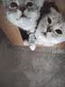 小可爱猫粮桶装5斤成猫幼猫毛球管理猫粮英短折耳消化系统全阶段天然粮 毛球管理猫粮2.5kg 实拍图