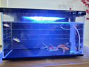 米家（MIJIA）智能生态鱼缸定时喂食智能鱼缸+画法几何增氧泵套装 实拍图