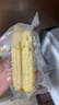 傣小瓜云南农科院拇指玉米手指小玉米儿童早餐即食低脂糯玉米真空包装 拇指玉米2斤 实拍图