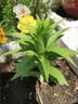 花翁香水百合种球重瓣盆栽进口球根好养花园庭院花卉绿植物源头直发 实拍图