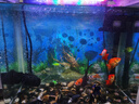 鱼缸灯led灯防水超亮全光谱三色小水族箱潜水专用彩灯灯管 8W三色变光34cm（40-50cm缸用） 实拍图