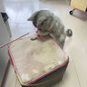 【京东快递】仙女逗猫棒猫咪玩具带铃铛逗猫神器耐咬羽毛逗猫棒 丝带粉色款1支 实拍图