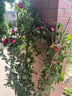 飞沭月季花苗爬藤蔷薇月季花树阳台盆栽花卉庭院爬墙植物四季开花 佛罗伦蒂娜 大苗【1.6米左右高】 实拍图