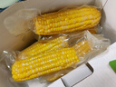 华田禾邦【日日鲜】水果玉米4斤（8-12根）礼盒装 新鲜甜黏玉米粒低脂代餐 实拍图