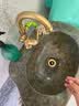 玺沐居（shemou）室外全铜水龙头防冻单冷热洗手盆庭院花园石材盆别墅户外防冻裂 A05全铜加厚-单冷/冷热款 实拍图