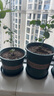 花盆绿植盆栽加厚塑料简约多肉小盆阳台客厅月季玫瑰大号家用花盆 高款1加仑(口径16cm)2个盆 配套托盘 实拍图