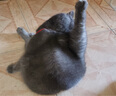 Orijen渴望猫粮 成猫幼猫干粮 六种鱼肉无谷全价通用进口5.4kg效期26/5 实拍图