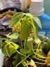 大型室内客厅盆栽花卉八方来财鸭脚木绿植七叶莲发财树鸭掌木 八方来财（不带盆 实拍图
