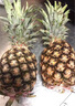 悦己海南金钻凤梨应季新鲜无眼凤梨 生鲜水果1-2个中果 源头直发 凤梨8.5-9斤装（4-6个中果） 实拍图