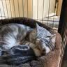 醇粹（Purich）FD猫粮全价冻干猫粮幼猫成猫纯粹猫粮英短美短布偶折耳鸡肉猫粮 鸡肉冻干猫粮1.2kg 实拍图