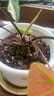 美乐棵 天南星科营养土养花花肥园艺种植土花土肥料盆栽绿植专用土壤8L 实拍图