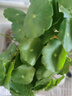 京云梦铜钱草水培盆栽室外金钱草绿植吸绿植花草植物2盆原土源头直发 实拍图