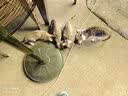 猫条猫零食补充营养味美妙鲜湿粮包猫罐头猫条100支整箱猫咪零食 猫条三文鱼磷虾口味【15g*50支】 实拍图