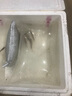 好养冷水原生观赏鱼小型淡水溪流石斑鱼光唇鱼活体群游中底层包活 5-7厘米溪石斑10条包活8条 实拍图