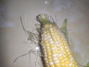 京鲜生 云南水果玉米 净重3斤 香甜多汁金银甜棒子新鲜蔬菜 源头直发 实拍图