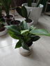 绿有意金钻盆栽植物水培绿植花卉多肉办公室内去吸除甲醛铂金钻绿公主 推荐款】金钻25-30cm3棵(早安盆) 含盆 实拍图