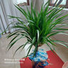 中梦 龙须树 多头龙血树 龙铁树室内客厅盆栽花卉植物办公室盆景 多头龙须树70-90厘米高度 不含盆 实拍图
