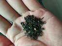 一杯香茶叶茉莉花茶横县浓香型特级50g新茶茉莉绿茶花草茶自己喝 实拍图