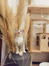 猫爬架太空舱木质多层大型猫树猫架带窝宠物用品 【萌喵乐园Y9】加大猫窝1个太空舱（升级实木柱） 家具板 实拍图