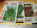 蔬菜种子四季播盆栽阳台庭院香菜生菜菠菜萝卜葱简单易种籽孑大全 津南脆嫩实芹约500粒 实拍图