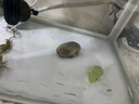 鱼缸水下微景观乌龟 装饰品苔藓夜光造景摆件对对碰玩具 卡通童趣 卡通乌龟系列微景观【1个】 实拍图