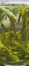 丙田 天目湖白茶50克 溧阳明前特级头采新茶叶早春绿茶茗茶自己喝送礼 实拍图