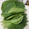 新鲜苏子叶韩国烤肉紫苏叶粘豆包叶即食蔬菜现摘菜叶非露天紫苏 现摘500克(不是露天紫苏) 实拍图