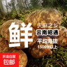 云南新鲜天麻 昭通小草坝现挖鲜天麻 非野生特级药材天麻新鲜礼盒 5斤净果【新鲜天麻】 中果【每斤6-8个】 实拍图